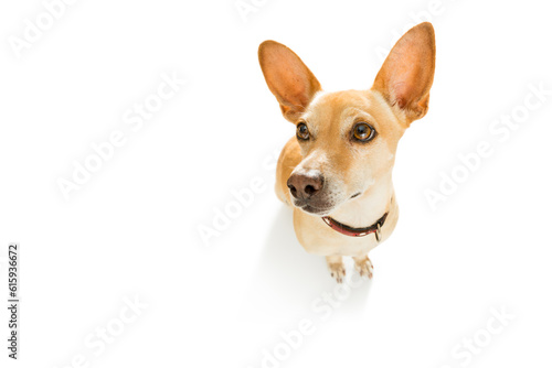 curious podenco dog looking up to owner for a cookie treat , waiting or sitting patient to play or go for a walk , isolated on white background