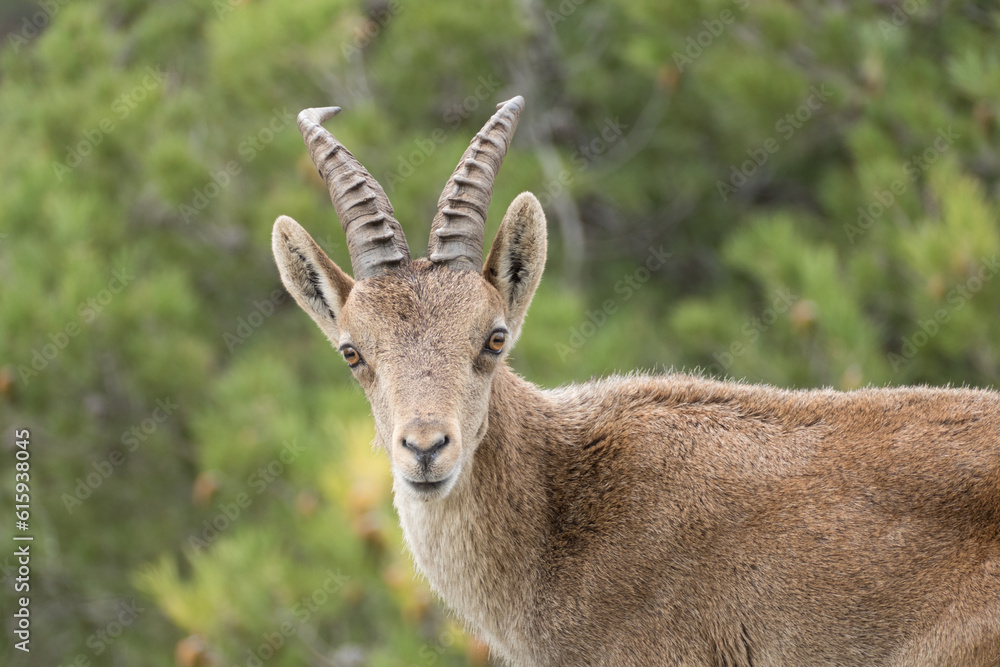 Obraz premium wild mountain goat in a rocky terrain