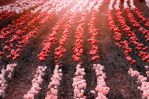 Czerwone tulipany. Kwiaty wiosenne, polana tulipanów © anettastar