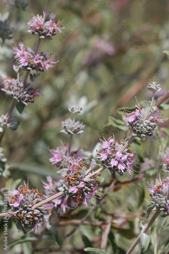 Purple Sage, Salvia Leucophylla, displaying springtime blooms in the San Rafael Mountains, a native perennial monoclinous shrub with cymose head inflorescences. Purple Sage, Salvia Leucophylla, displaying springtime blooms in the San Rafael Mountains, a native perennial monoclinous shrub with cymose head inflorescences.
