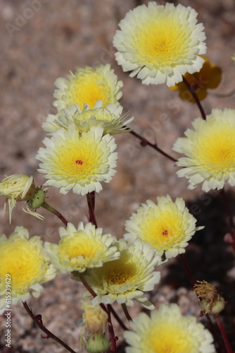 Desert Dandelion  Malacothrix Glabrata  displaying springtime blooms in the Cottonwood Mountains  a native annual monoclinous herb with racemose liguliferous head inflorescences.