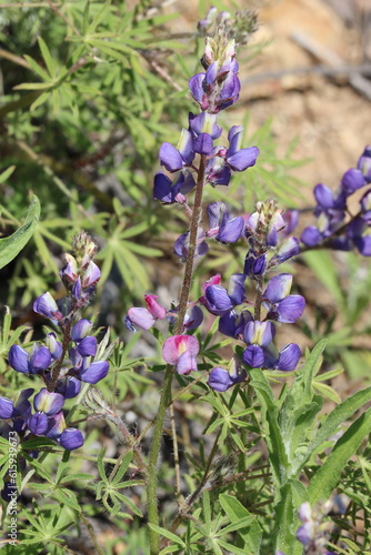 Purple flowering terminal indeterminate spiraled raceme inflorescences of Lupinus Sparsiflorus, Fabaceae, native annual monoclinous herb in the Santa Monica Mountains, Transverse Ranges, Springtime. photo