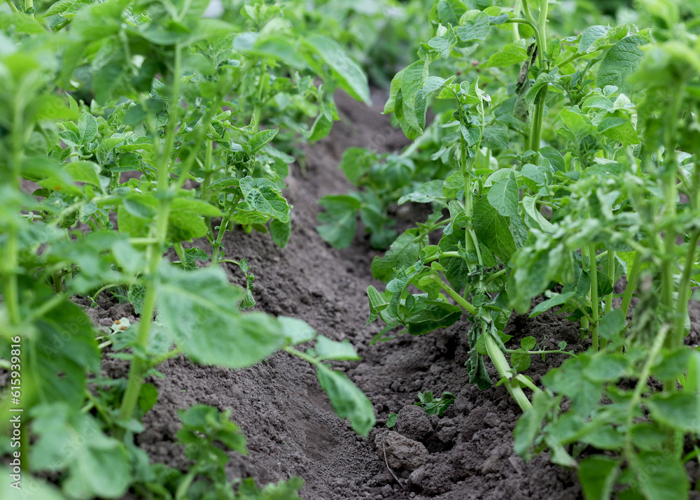 Obraz premium Potatoes and potato beetles. Field near the house. Beetles and insects destroy the crop. Potato field, it needs to be sprayed against parasites. Green leaves in the field. Agricultural lands
