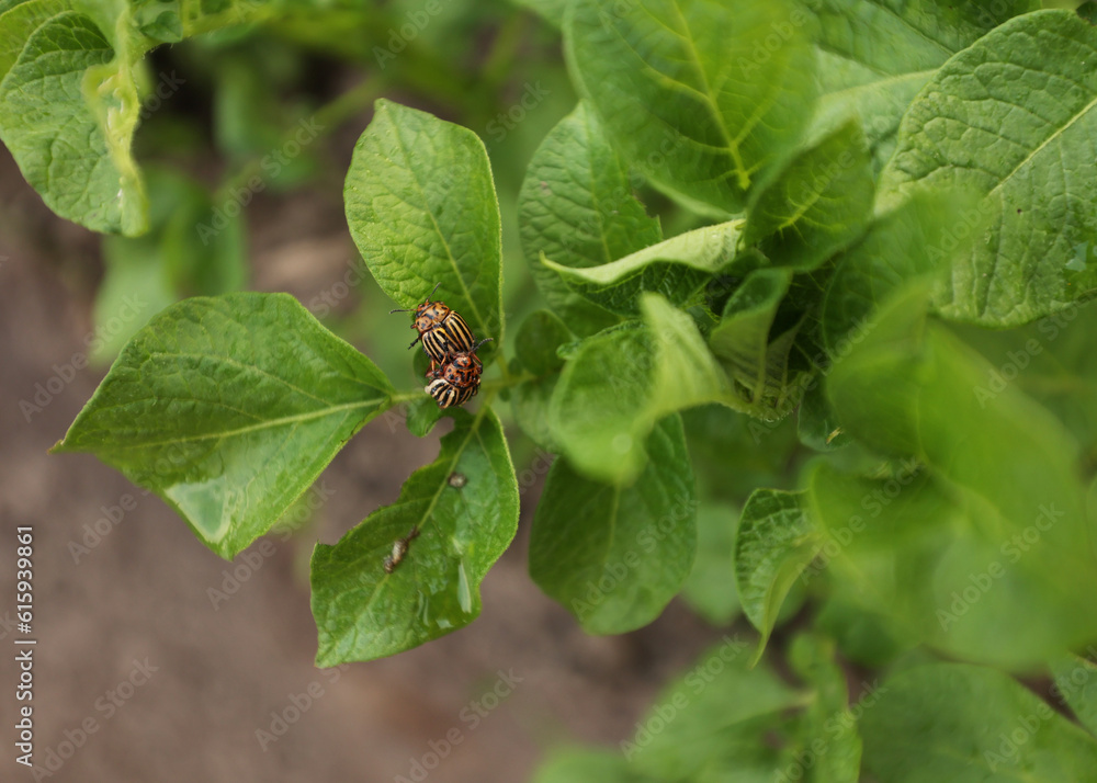 Potatoes and potato beetles. Field near the house. Beetles and insects destroy the crop. Potato field, it needs to be sprayed against parasites. Green leaves in the field. Agricultural lands Potatoes and potato beetles. Field near the house. Beetles and insects destroy the crop. Potato field, it needs to be sprayed against parasites. Green leaves in the field. Agricultural lands