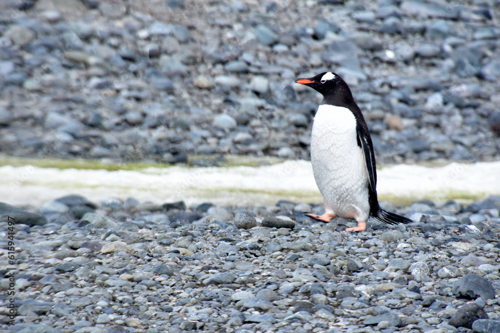 Naklejka premium Stock pictures of penguins in the Antarctica peninsula