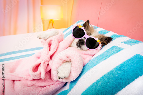 cool funny  poodle dog resting and relaxing in   spa wellness salon center ,wearing a  bathrobe and fancy sunglasses © Designpics