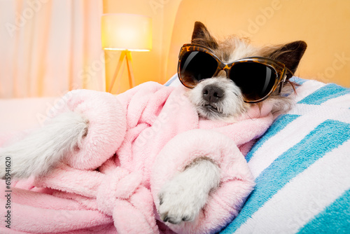 Obraz na płótnie cool funny  poodle dog resting and relaxing in   spa wellness salon center ,wear