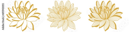 incredible magnolias in golden color, set, vector illustration, flower