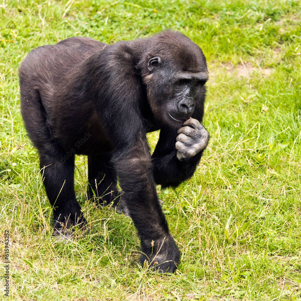 A young gorilla looking for something to eat A young gorilla looking for something to eat
