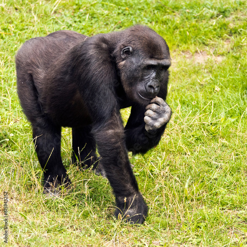 A young gorilla looking for something to eat © Designpics
