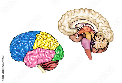 human brain structure