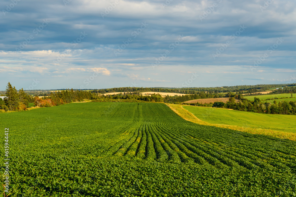 Green field of potatoes (Prince Edward Island , Canada)