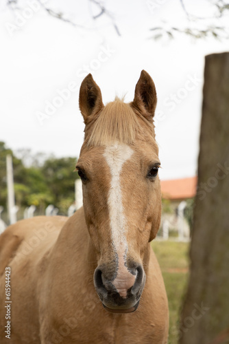 Fototapeta Naklejka Na Ścianę i Meble -  portrait of a horse