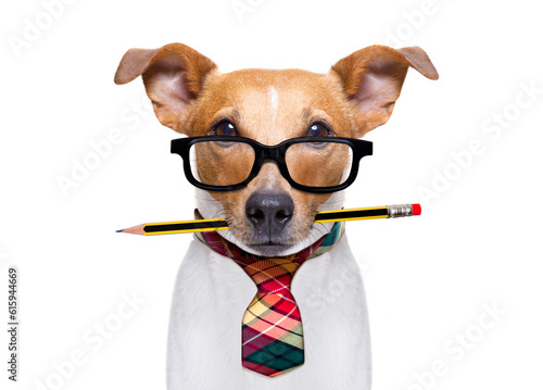 office worker businessman jack russell dog  as  boss and chef , with pencil or pen  in  mouth isolated on white background © Designpics