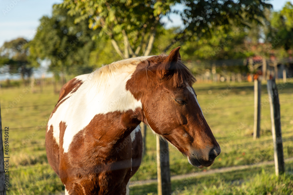 brown and white horse in the meadow