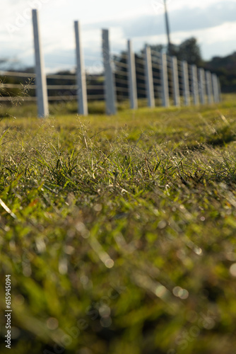 close up em grama com cerca ao fundo
