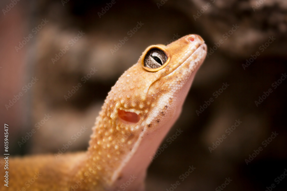 Obraz premium Cute orange lizard poses for the camera