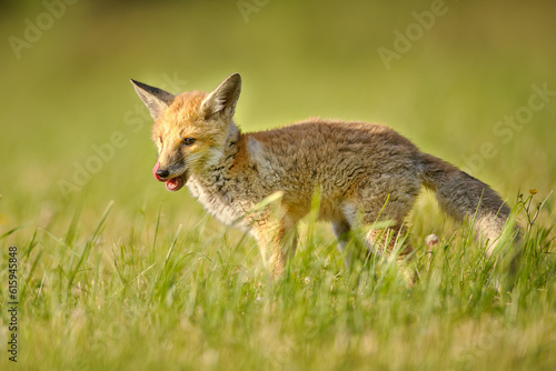 A licking fox cub on green grass on a sunny spring day