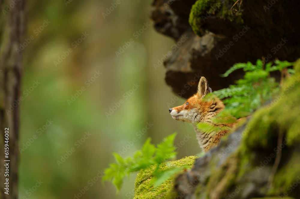 Howling head of a fox among rocks in a forest environment