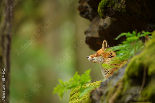 Howling head of a fox among rocks in a forest environment © Stanislav Duben