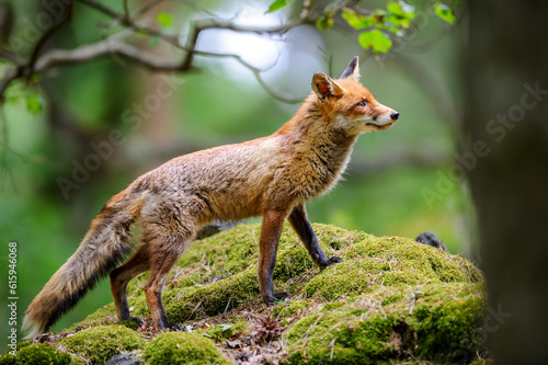 Close up wild fox on mossy rock. Natural forest habitat with beast of prey.