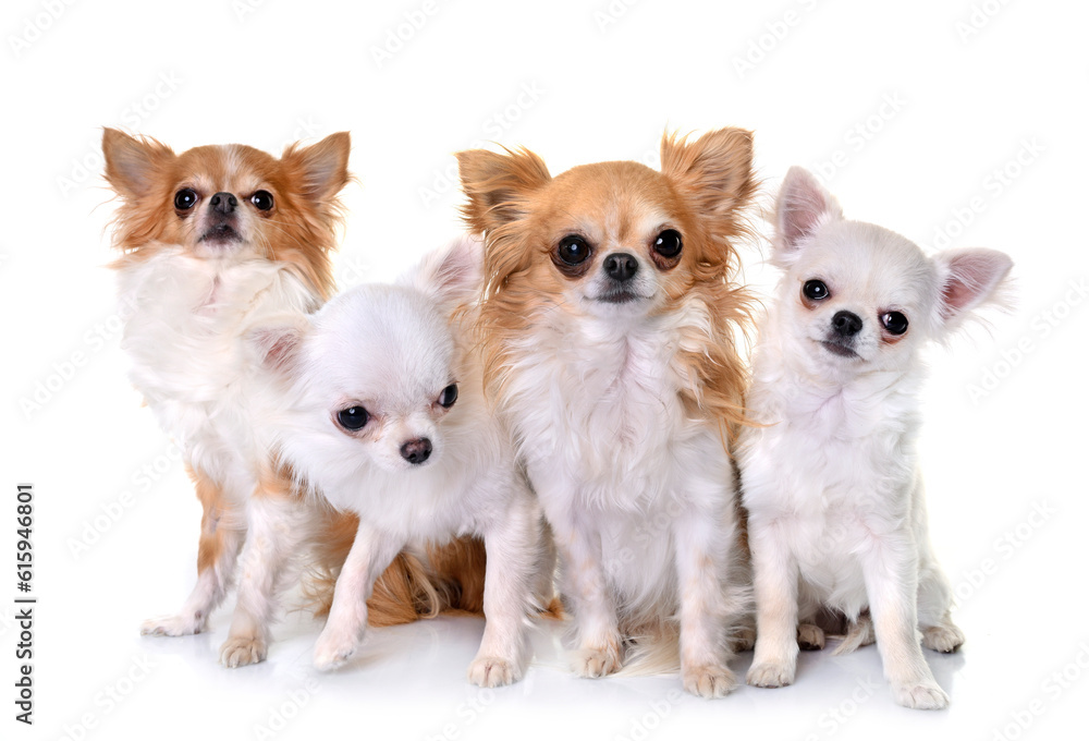 four chihuahuas in front of white background