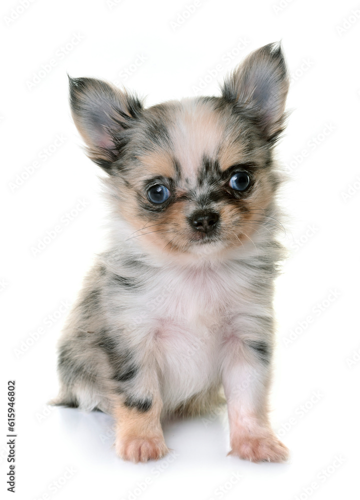 puppy chihuahua in front of white background puppy chihuahua in front of white background