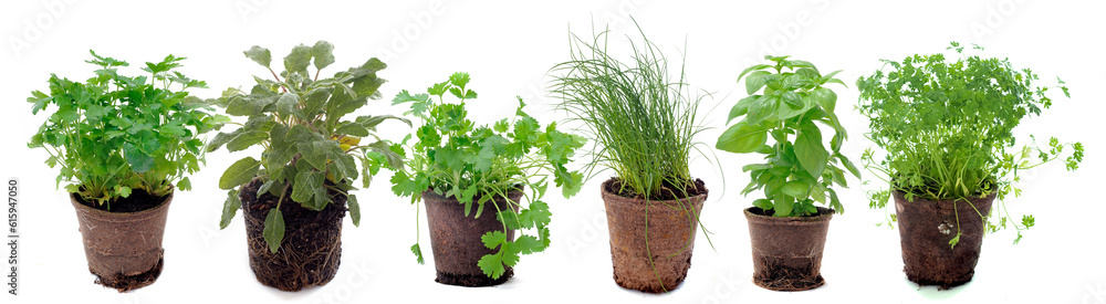 Fototapeta premium aromatic plants in pot in front of white background