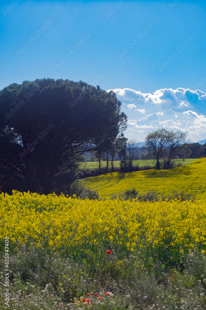 Yellow canola rapeseed meadow field with flowers in bloom on a beautiful agricultural landscape