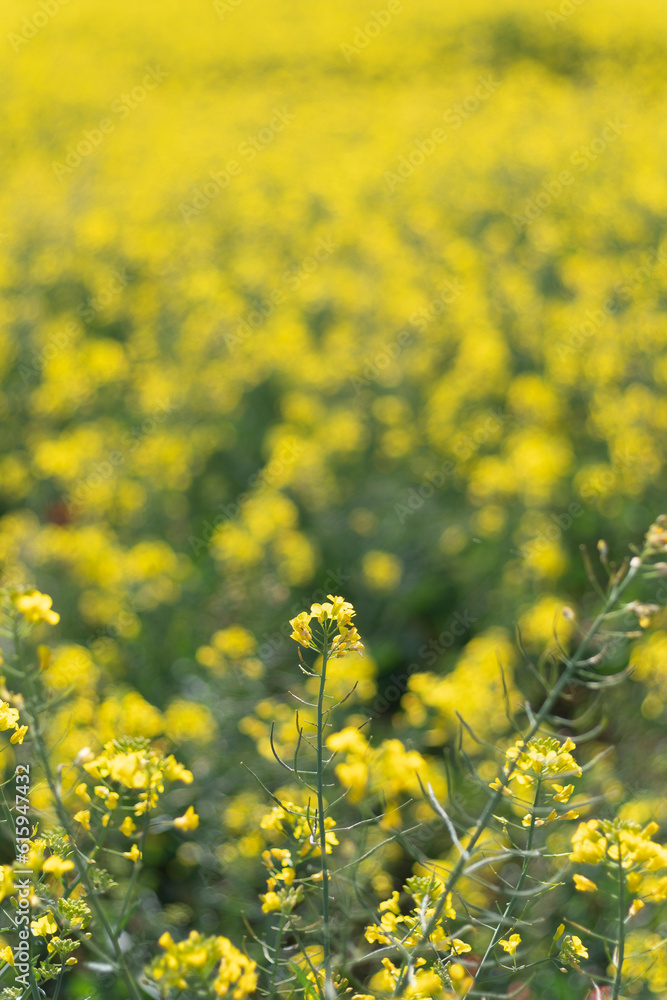 Obraz premium Yellow canola rapeseed flower in bloom close up on a blurry yellow background