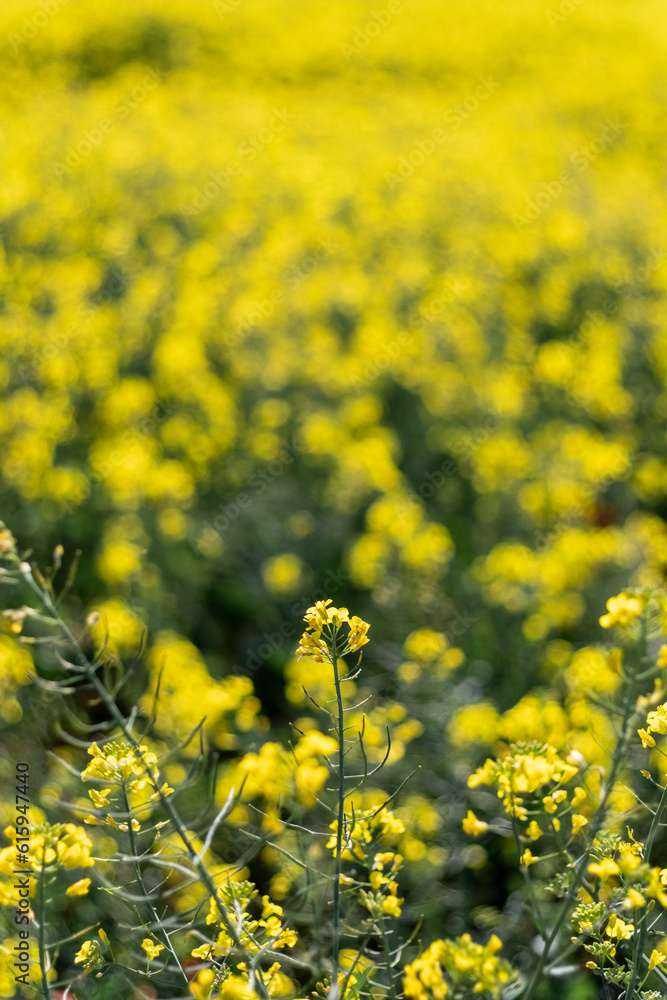 Yellow canola rapeseed flower in bloom close up on a blurry yellow background Yellow canola rapeseed flower in bloom close up on a blurry yellow background