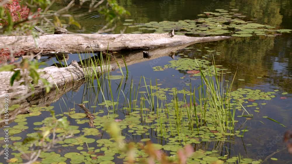 Calm lake in the forest on a sunny day with turtle sitting on fallen branch; landscape, nature, wildlife Calm lake in the forest on a sunny day with turtle sitting on fallen branch; landscape, nature, wildlife