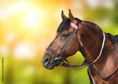 Portrait of a brown horse on green sunny background