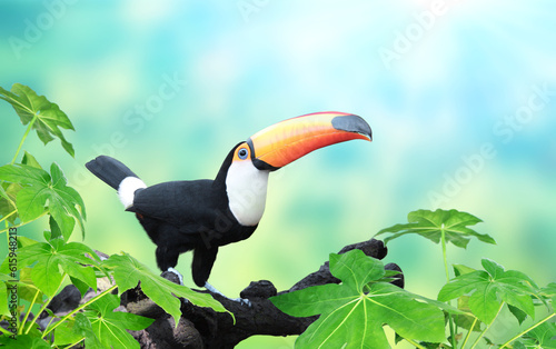 Horizontal banner with beautiful colorful toucan bird (Ramphastidae) on a branch On sunny background of green and blue color. Mock up template. Copy space for text
