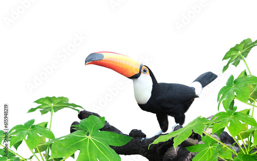 Horizontal banner with beautiful colorful toucan bird (Ramphastidae) on a branch Isolated on white background. Mock up template. Copy space for text