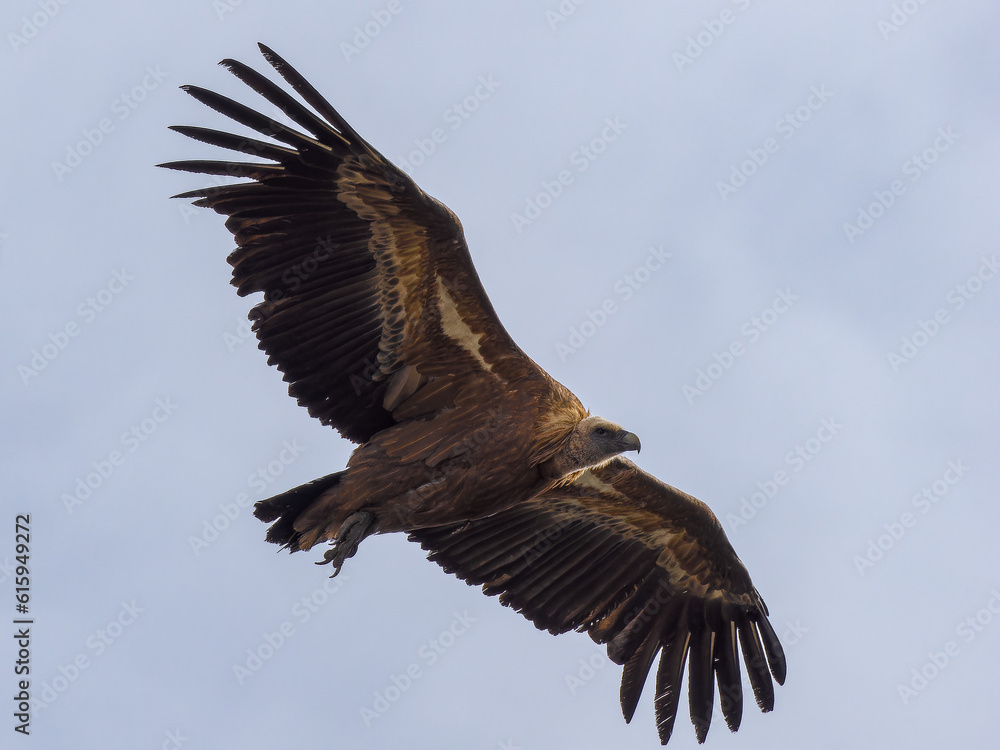Buitre leonado en el Pico de la Miel en la Sierra de Guadarrama Buitre leonado en el Pico de la Miel en la Sierra de Guadarrama