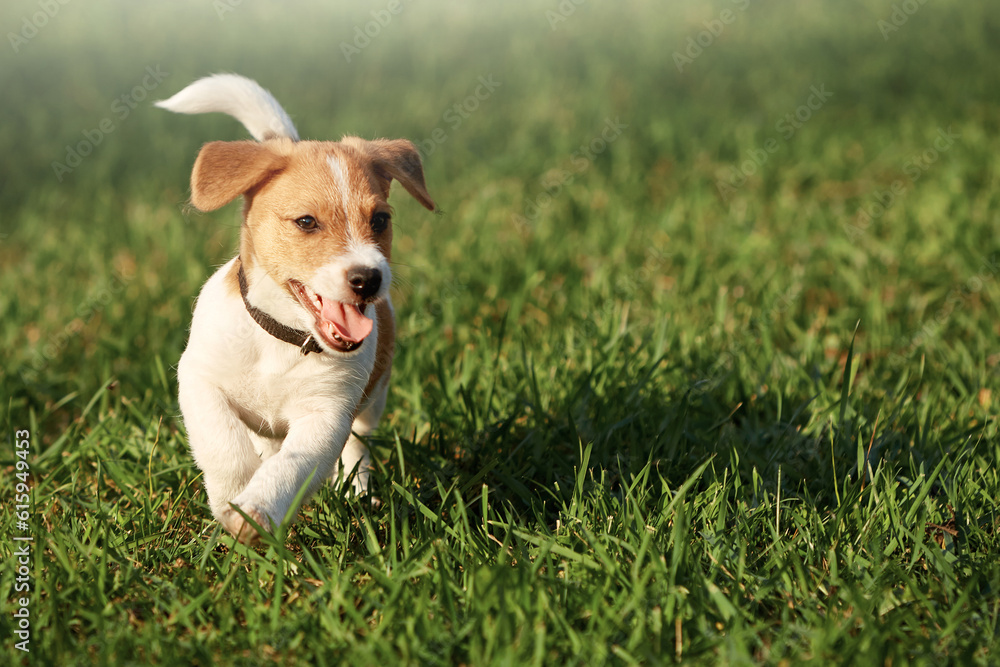 Happy puppy in the grass discovers the world. It is running on the lawn. waiving hapily with his tail and showing the toung. Happy puppy in the grass discovers the world. It is running on the lawn. waiving hapily with his tail and showing the toung.