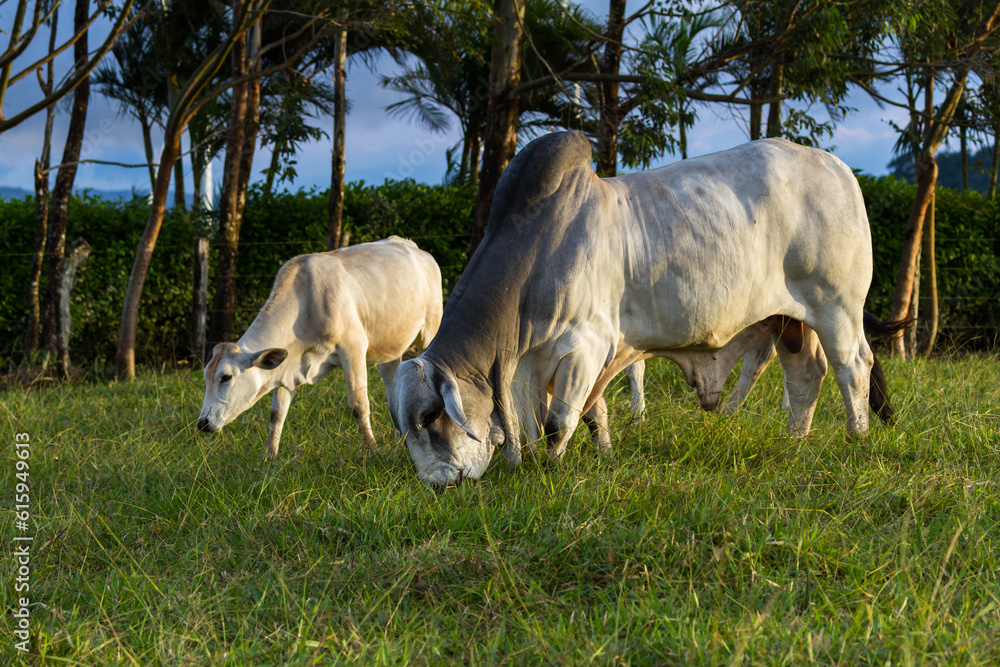 Huge brahman bull in a green pasture in Costa Rica Huge brahman bull in a green pasture in Costa Rica