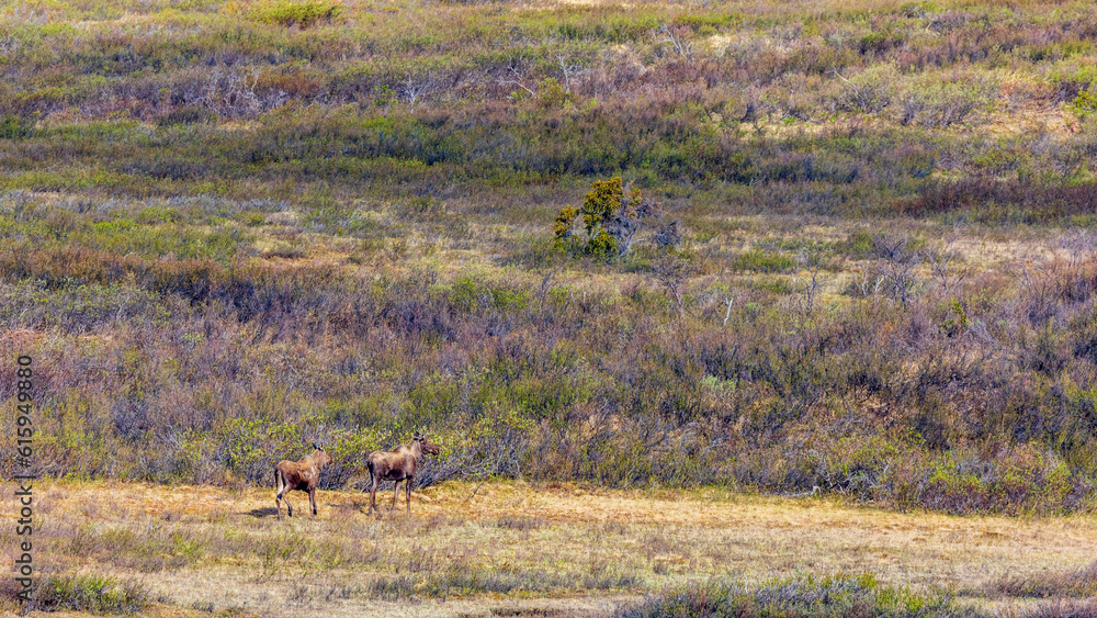 Naklejka premium カナダ クルアニ国立公園 2頭のムース