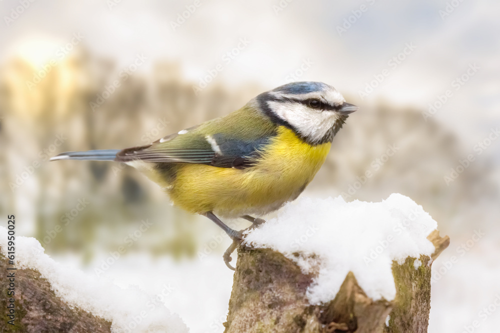 Fototapeta premium Little blue tit close up in winter with snow covered log and bare trees behind