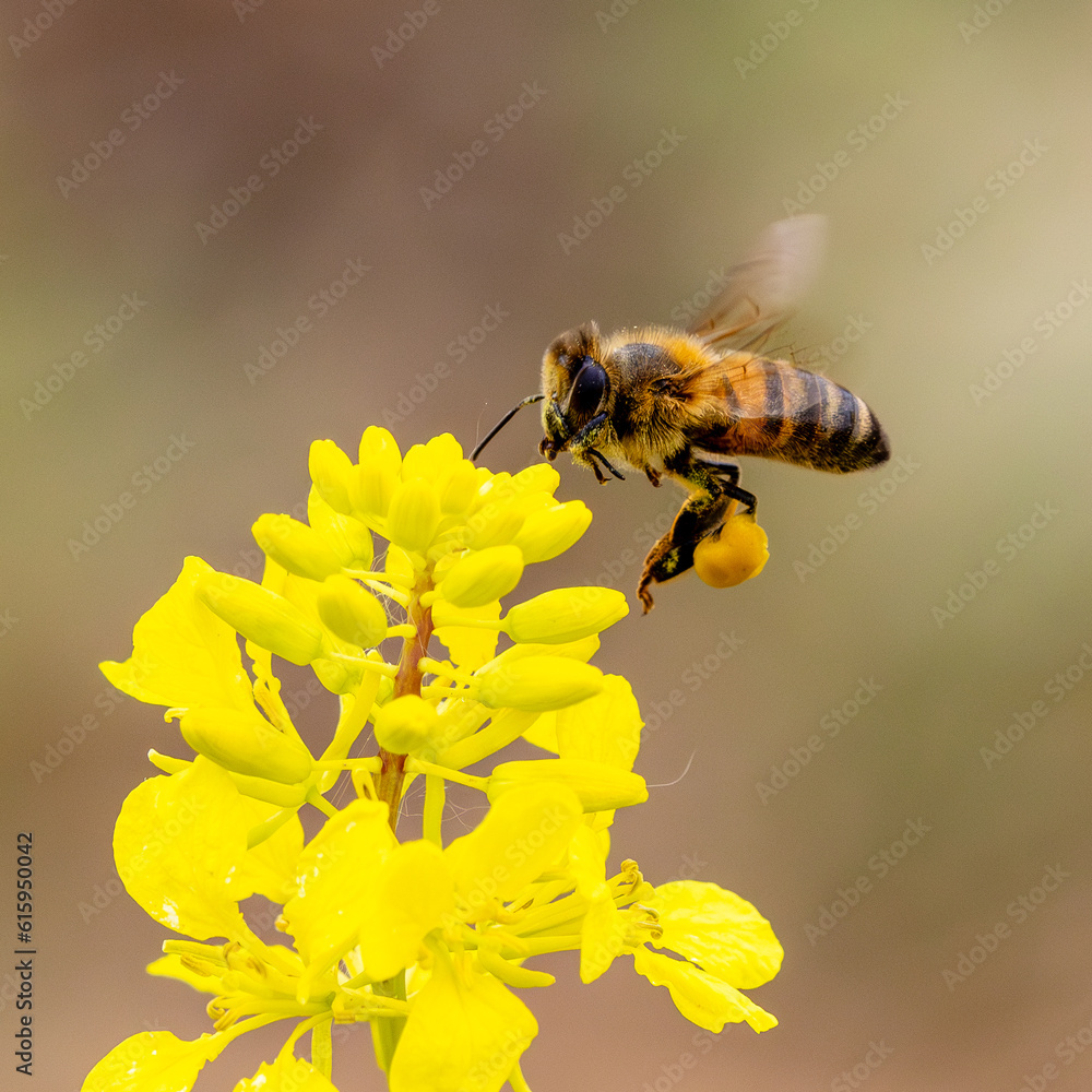 closeup flying bee with small flowers closeup flying bee with small flowers