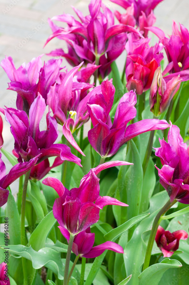 Purple lily-like tulips.Beautiful tulips close-up. Purple lily-like tulips.Beautiful tulips close-up.