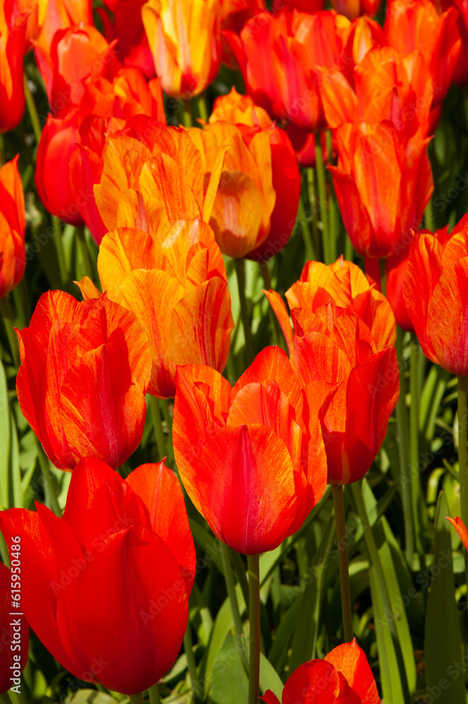 ield of bright orange-red large tulips. Spring flowers. Netherlands. Keukenhof ield of bright orange-red large tulips. Spring flowers. Netherlands. Keukenhof