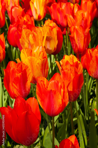 ield of bright orange-red large tulips. Spring flowers. Netherlands. Keukenhof