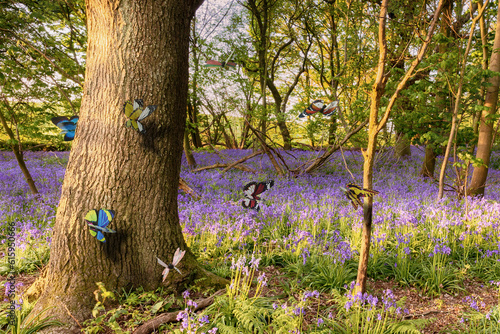 Butterflies in a blubell woodland scene in spring time. Purple flowers and colorful insects in a forest with trees photo