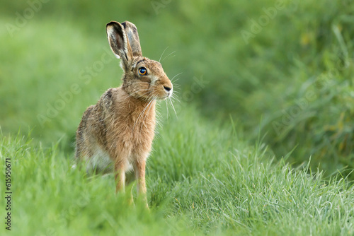 Beautiful wild hare in Norfolk UK early morning seen close up and in high detail. Wet grass farmland location