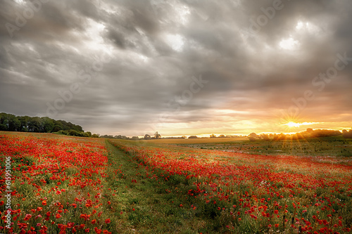 Path through wild poppies at dawn. Sunrise breaks over poppy field in rural Norfork UK. © Designpics
