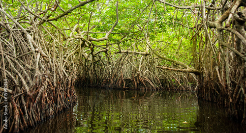 Mangroves tunnel in the lagoon, Sri Lanka Maduganga, Madu river