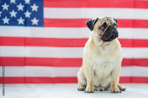 Fototapeta Naklejka Na Ścianę i Meble -  Pug on the background of the American flag. Beautiful beige puppy pug on the background of the American flag on Independence Day.