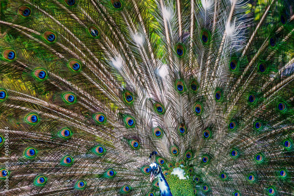 Obraz premium Beautiful peacock showing off his colorful tail fully opened